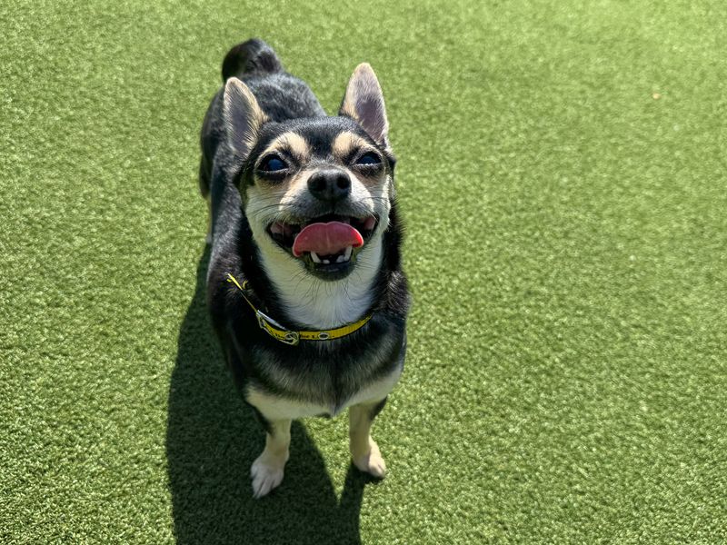 Cookie | Chihuahua (Smooth Coat) | Basildon (Essex) - 8