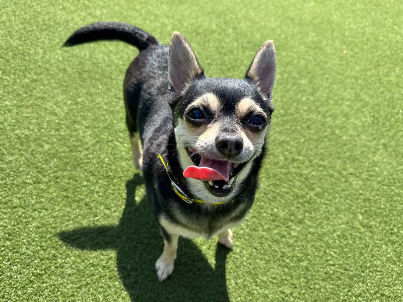 Cookie | Chihuahua (Smooth Coat) | Basildon (Essex) - 6
