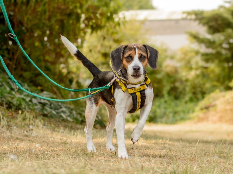 Winnie | Beagle | Kenilworth (West Midlands) - 2