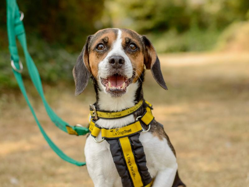 Winnie | Beagle | Kenilworth (West Midlands) - 4