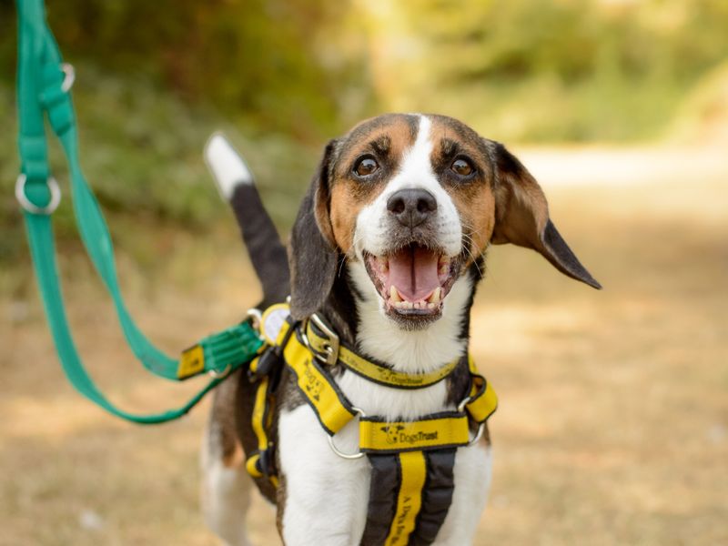 Beagle Dogs And Puppies For Adoption