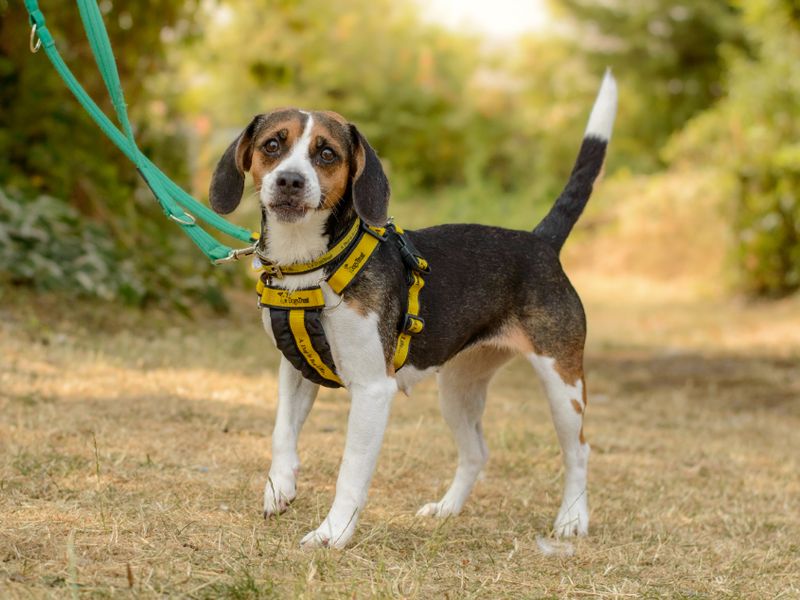 Winnie | Beagle | Kenilworth (West Midlands) - 3