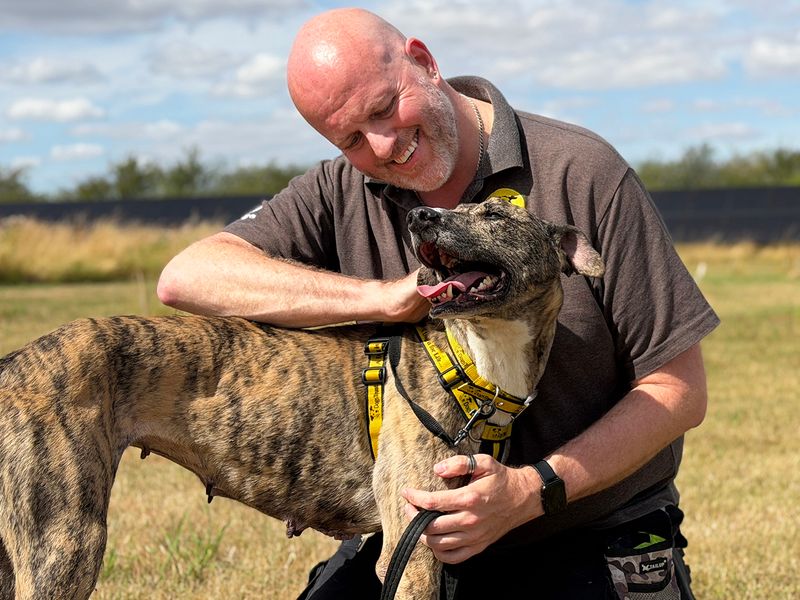 Hettie | Lurcher | Leeds - 3