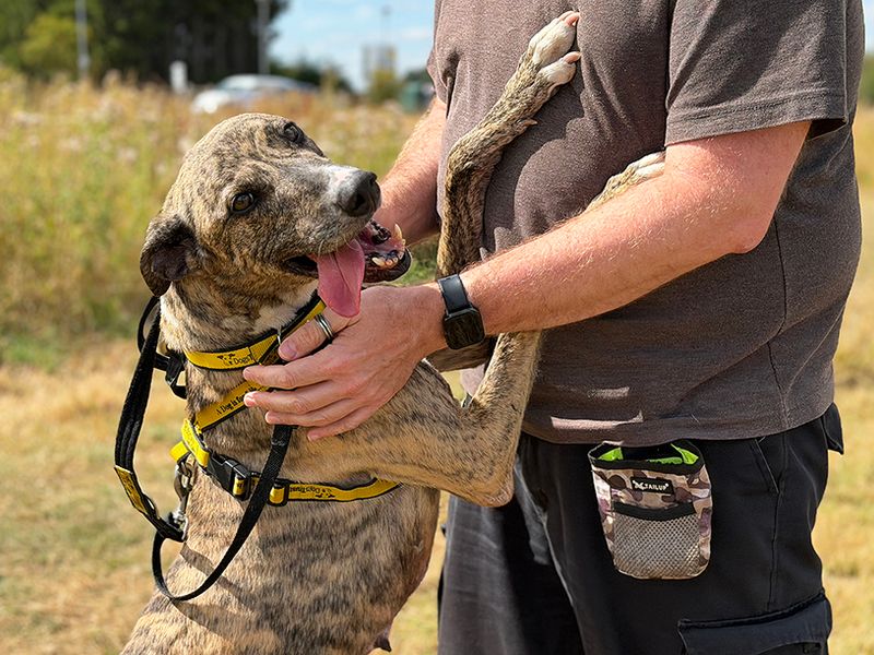 Hettie | Lurcher | Leeds - 2