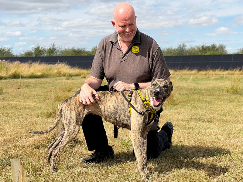 Hettie | Lurcher | Leeds - 4