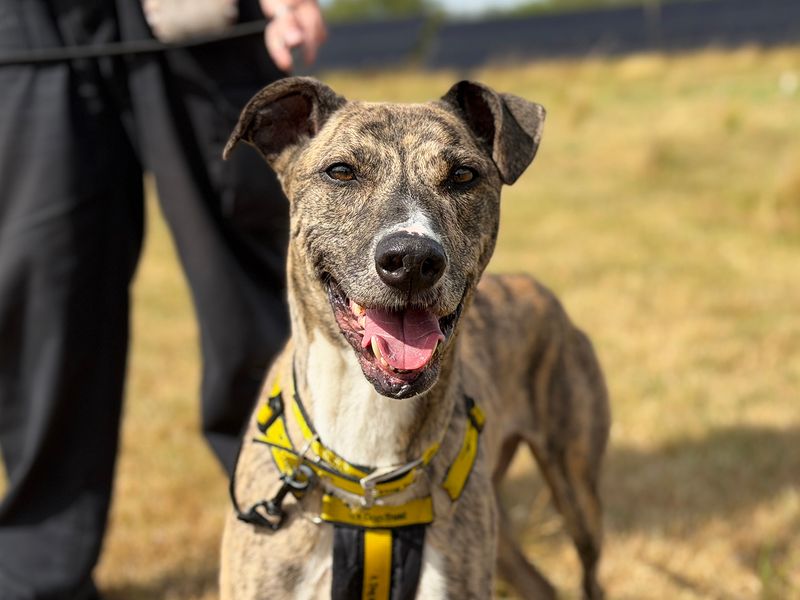 Hettie | Lurcher | Leeds - 1