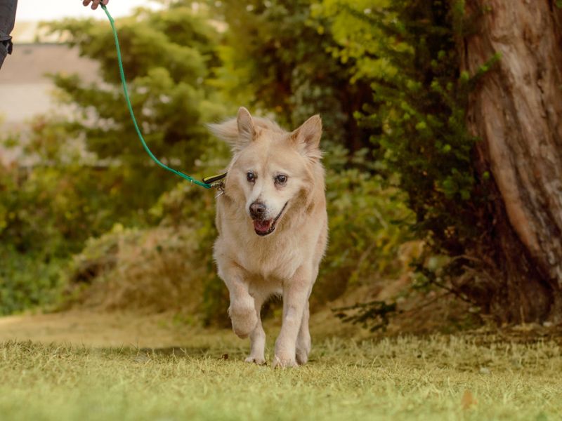 Oswald | Crossbreed | Kenilworth (West Midlands) - 3