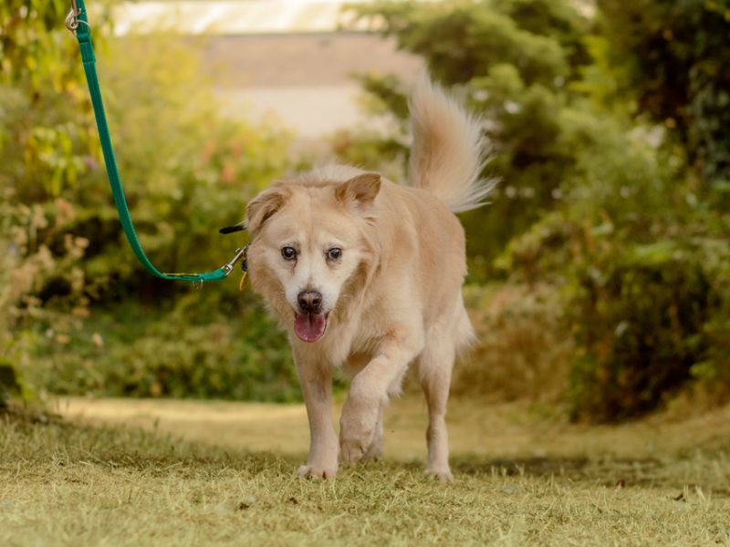 Oswald | Crossbreed | Kenilworth (West Midlands) - 4