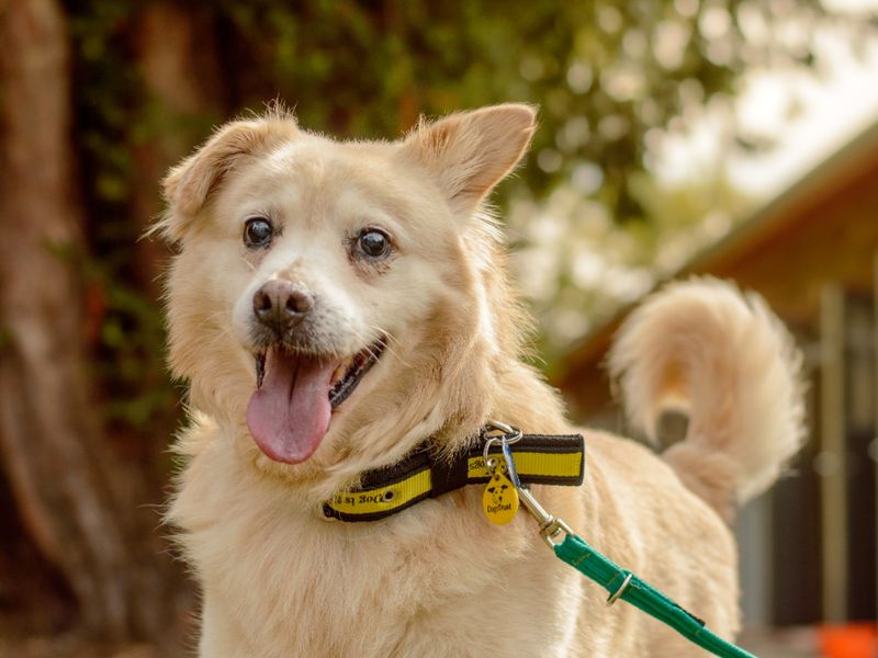 Oswald | Crossbreed | Kenilworth (West Midlands) - 1