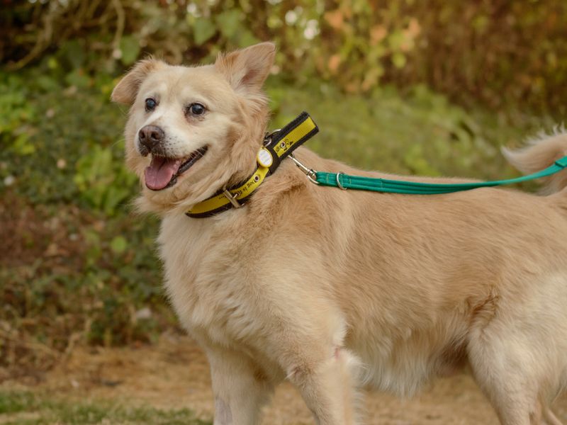 Oswald | Crossbreed | Kenilworth (West Midlands) - 5