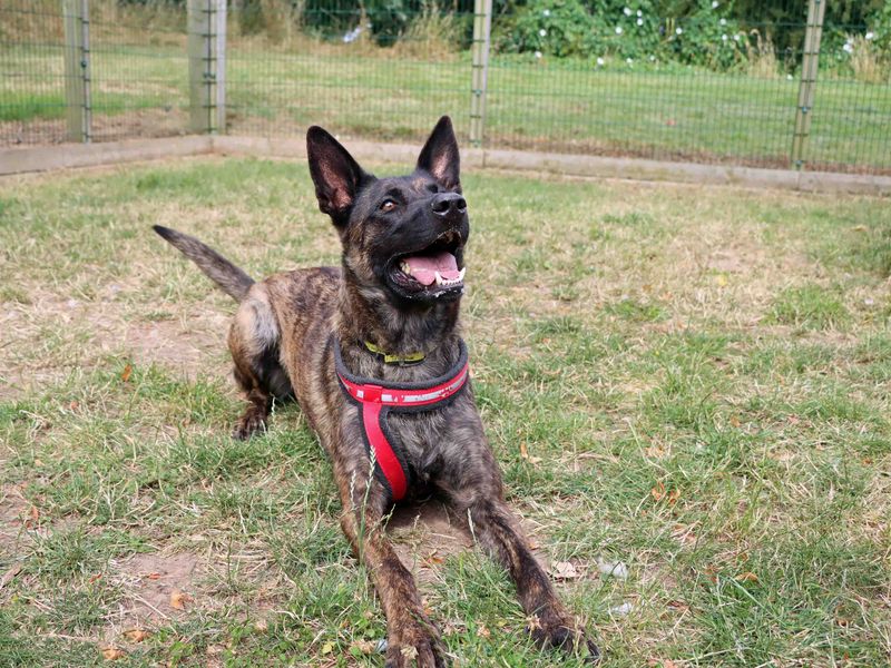 Lilo | Dutch Shepherd | Darlington - 2