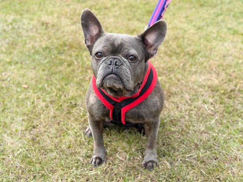 Coco | French Bulldog | Leeds - 3