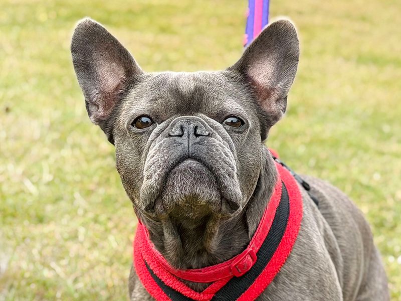 Coco | French Bulldog | Leeds - 1