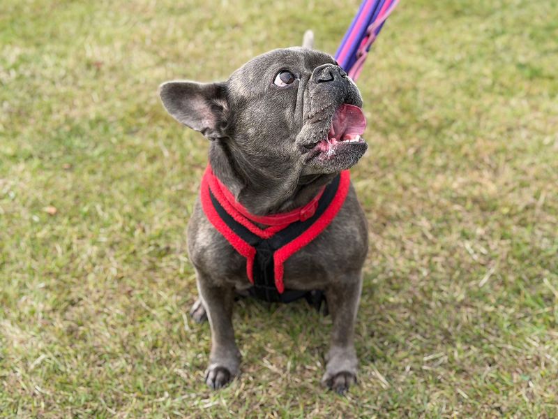Coco | French Bulldog | Leeds - 4