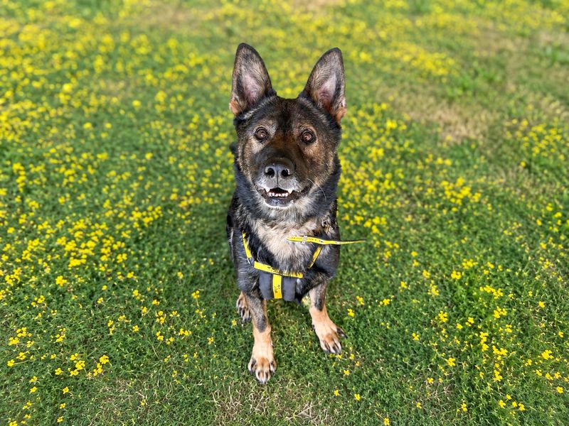 Edwin | German Shepherd Dog | Basildon (Essex) - 1