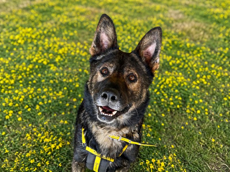Edwin | German Shepherd Dog | Basildon (Essex) - 2