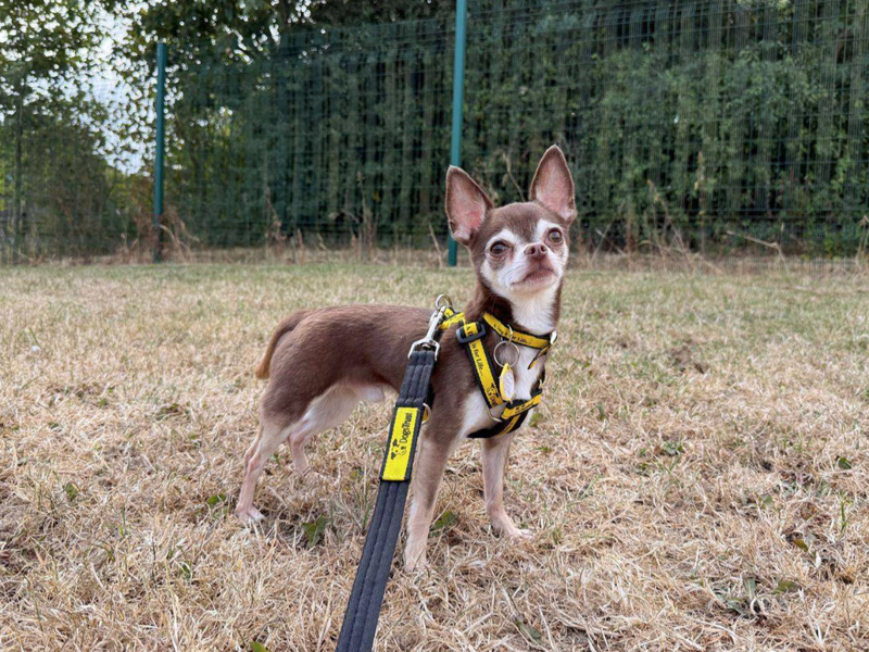 Maximus