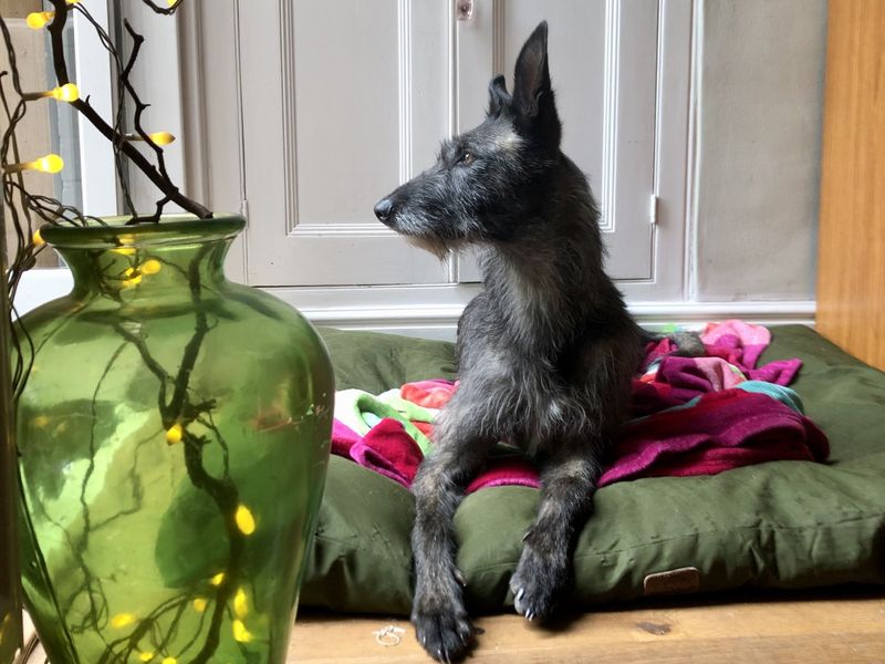 Poppy | Deerhound Cross | Ilfracombe - 2