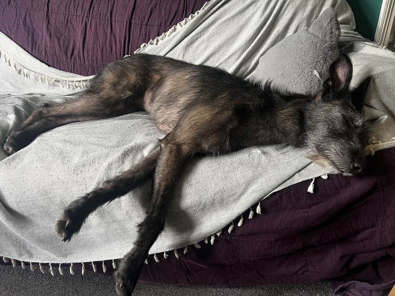 Poppy | Deerhound Cross | Ilfracombe - 3