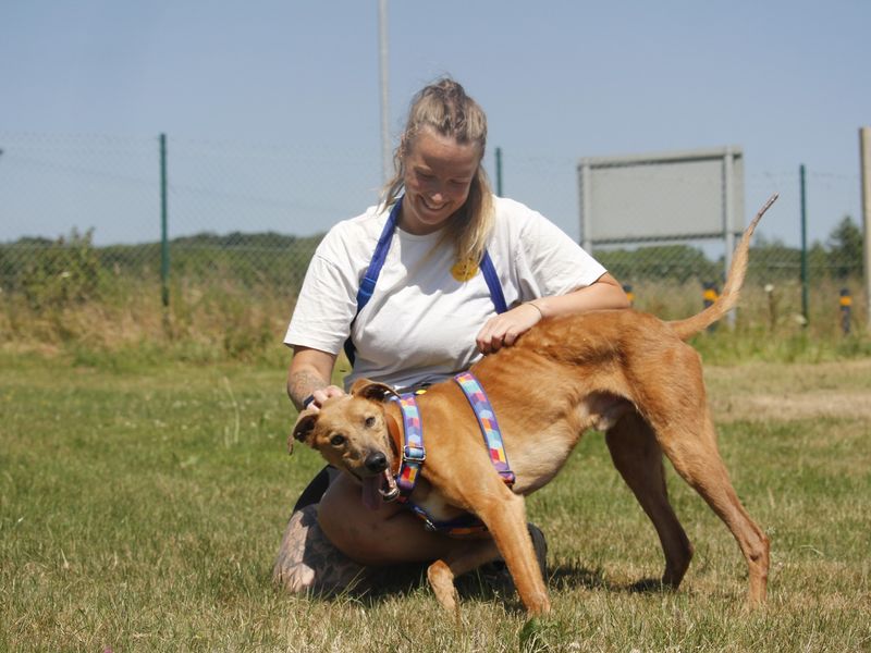 Freddie | Lurcher | Bridgend (Wales) - 5