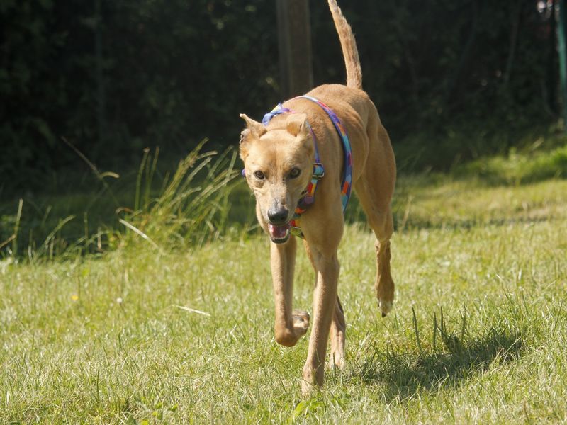 Freddie | Lurcher | Bridgend (Wales) - 3