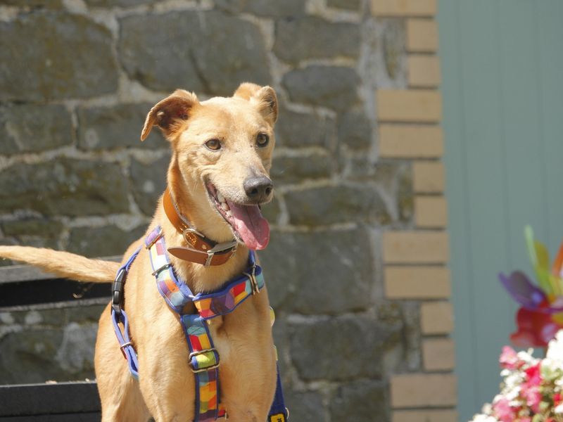 Freddie | Lurcher | Bridgend (Wales) - 1