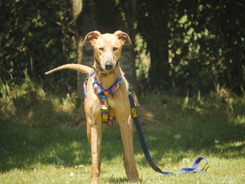 Freddie | Lurcher | Bridgend (Wales) - 2