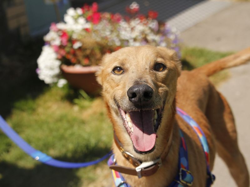Freddie | Lurcher | Bridgend (Wales) - 4