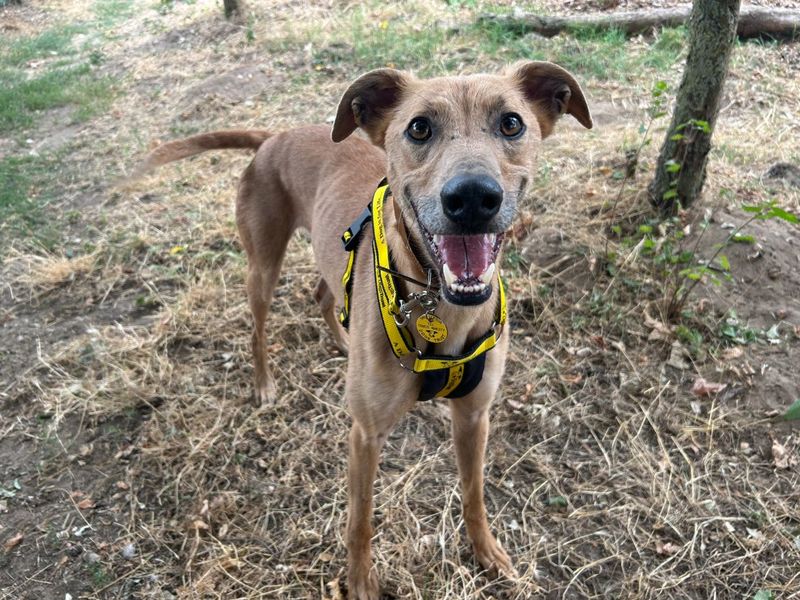 Freddie | Lurcher | Snetterton (Norfolk) - 6
