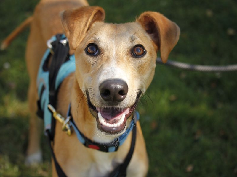 Smartie | Lurcher | Bridgend (Wales) - 3