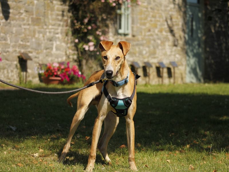 Smartie | Lurcher | Bridgend (Wales) - 2