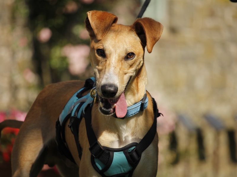 Smartie | Lurcher | Bridgend (Wales) - 1