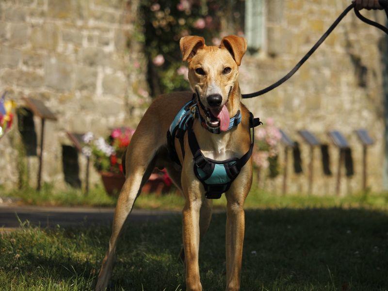 Smartie | Lurcher | Bridgend (Wales) - 4