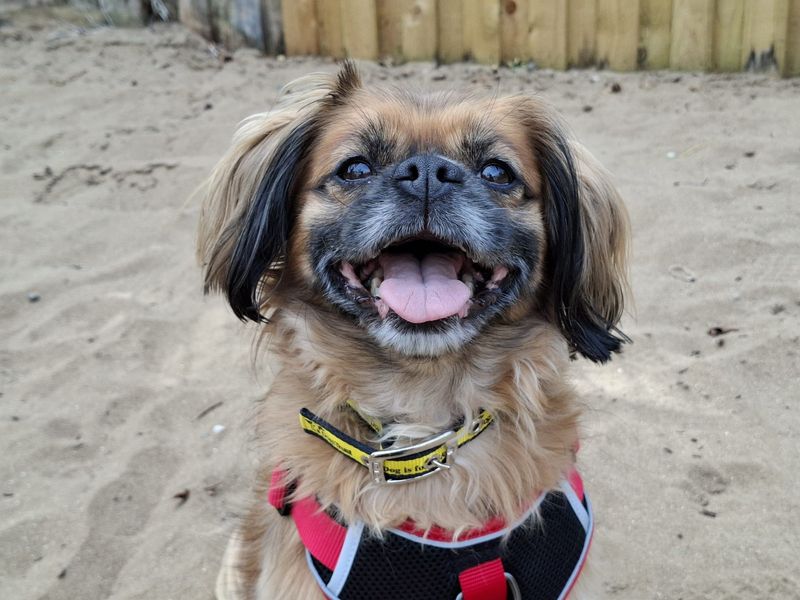 Ruby | Spaniel (Cavalier King Charles) Cross | Ilfracombe - 2
