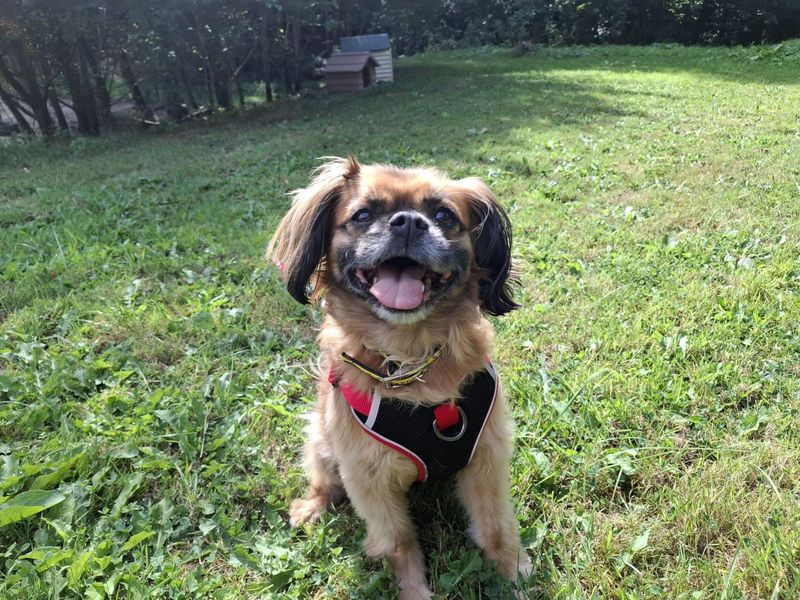 Ruby | Spaniel (Cavalier King Charles) Cross | Ilfracombe - 3