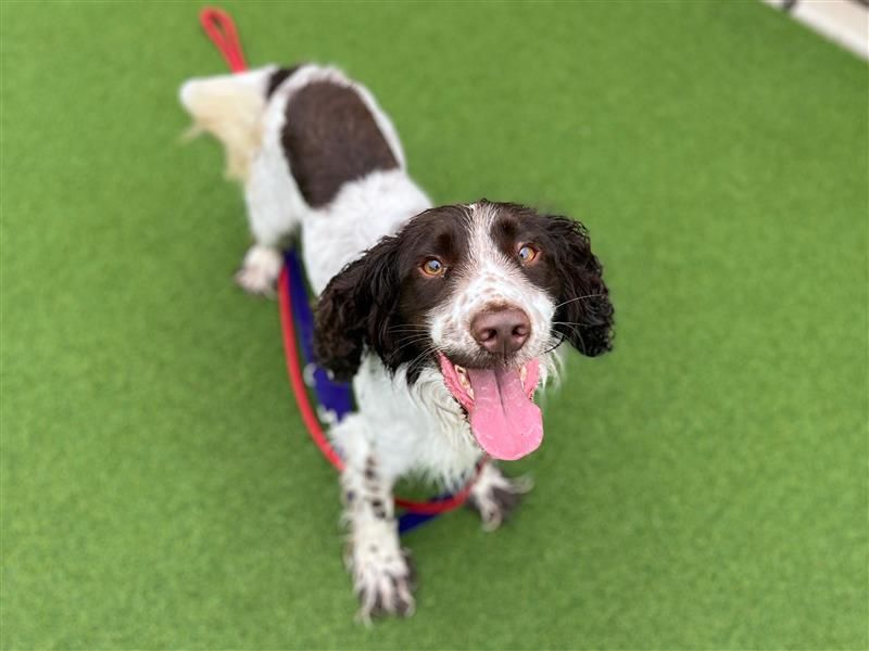 Ralphie | Spaniel (Cocker) Cross | Cardiff - 2