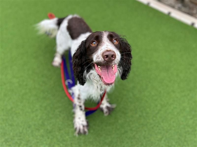 Springer Spaniel Dogs And Puppies For Adoption
