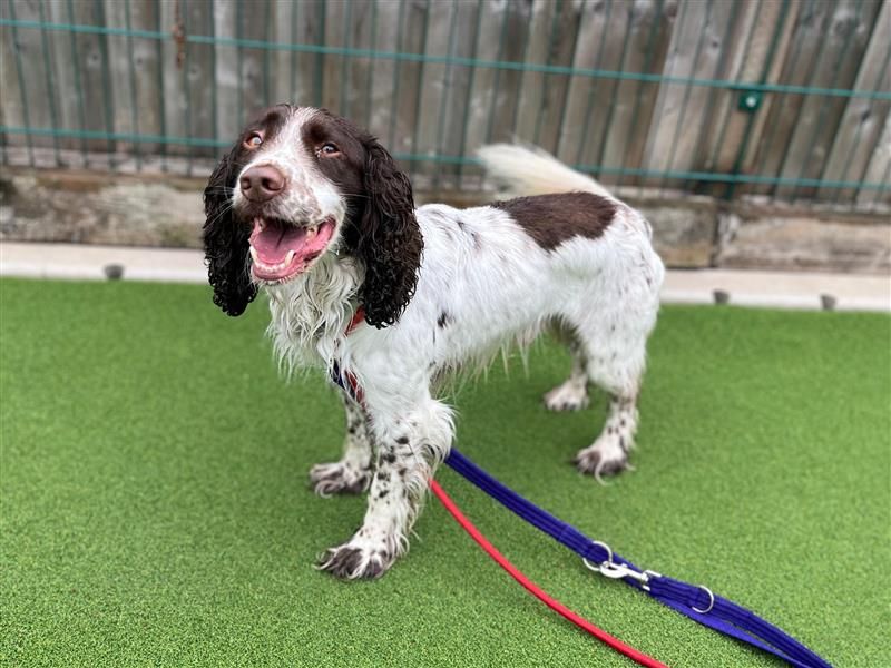 Ralphie | Spaniel (Cocker) Cross | Cardiff - 3