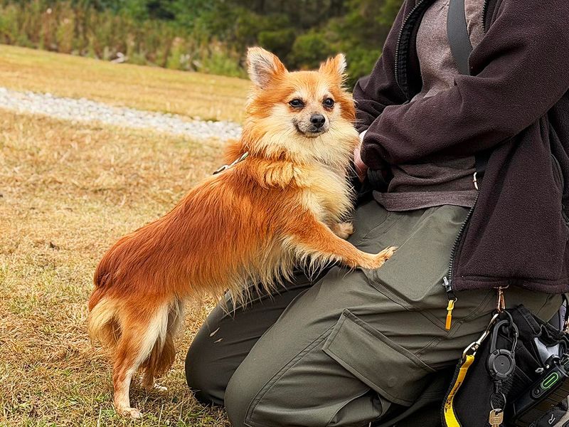 Maggie | Pomeranian Cross | Leeds - 1