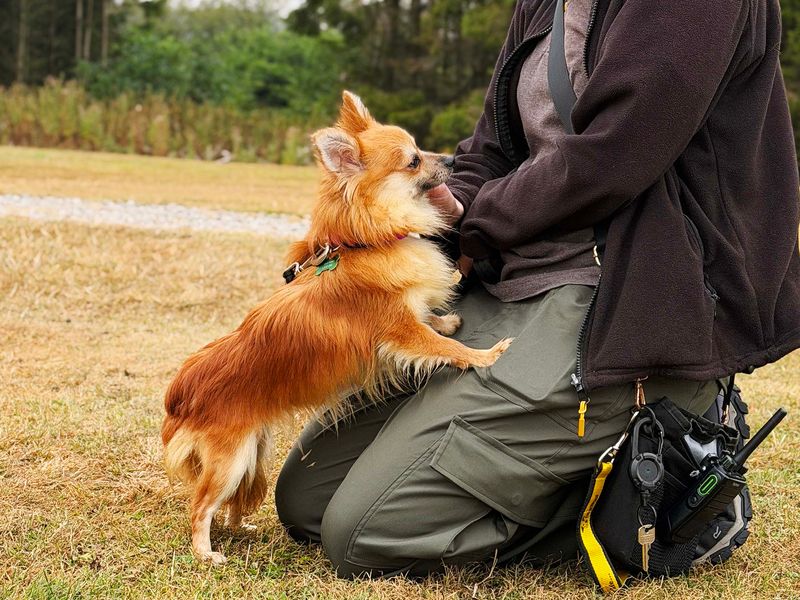 Maggie | Pomeranian Cross | Leeds - 3
