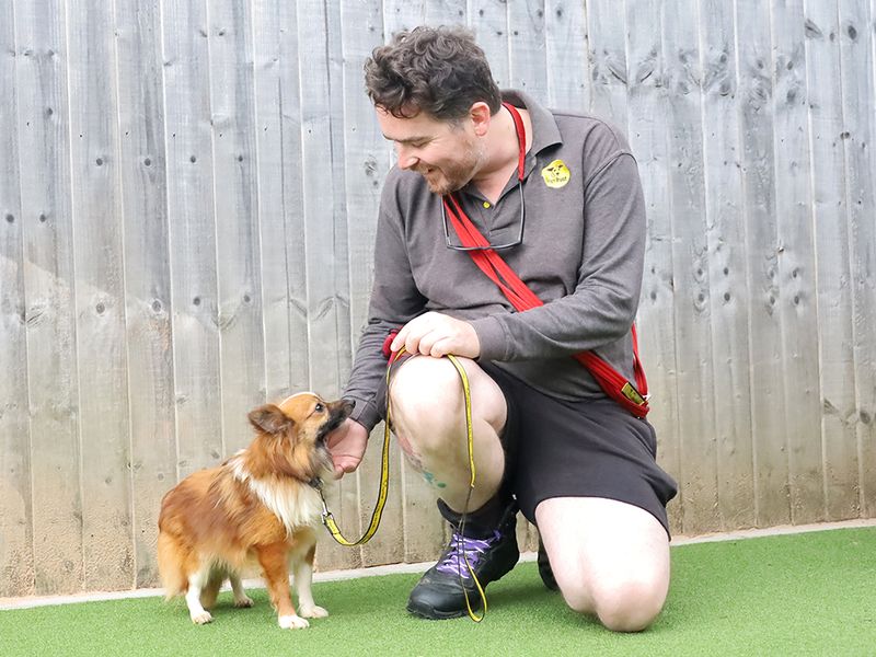 Pomeranian Dogs And Puppies For Adoption