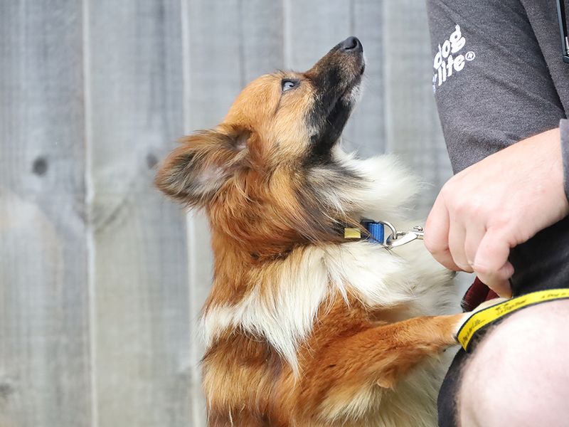 Selma | Pomeranian Cross | Leeds - 2