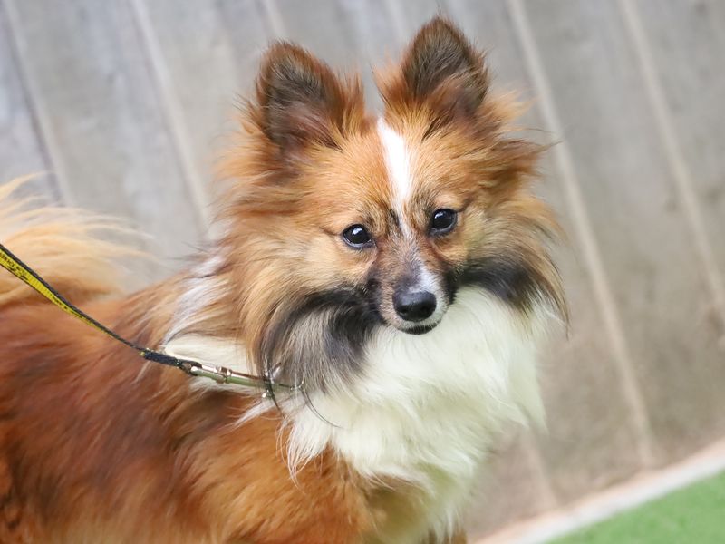 Selma | Pomeranian Cross | Leeds - 1