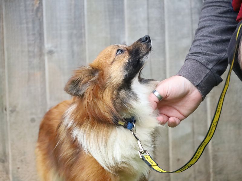 Selma | Pomeranian Cross | Leeds - 4
