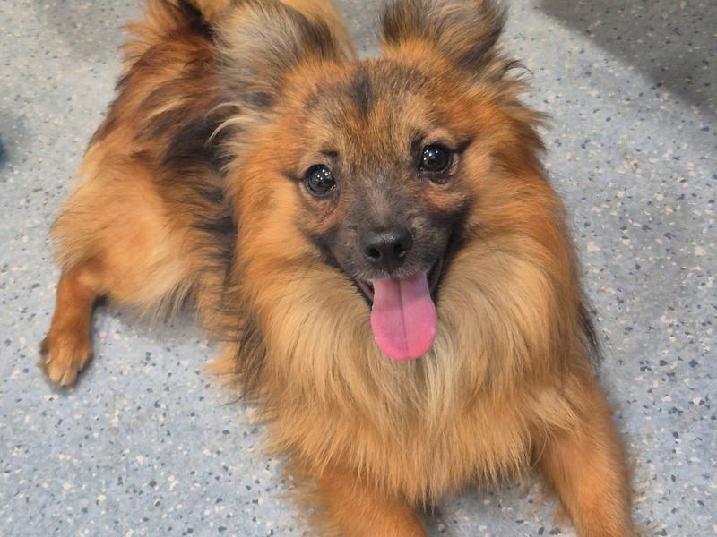 Lenny | Pomeranian Cross | Leeds - 3