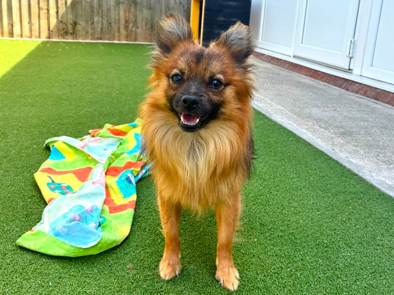 Pomeranian Dogs And Puppies For Adoption