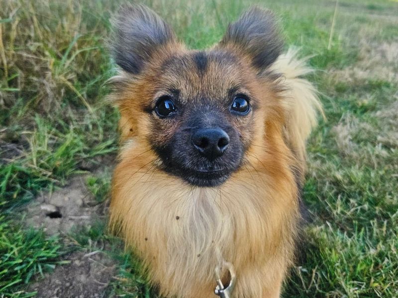 Lenny | Pomeranian Cross | Leeds - 2