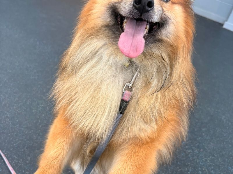 Mo | Pomeranian Cross | Leeds - 3