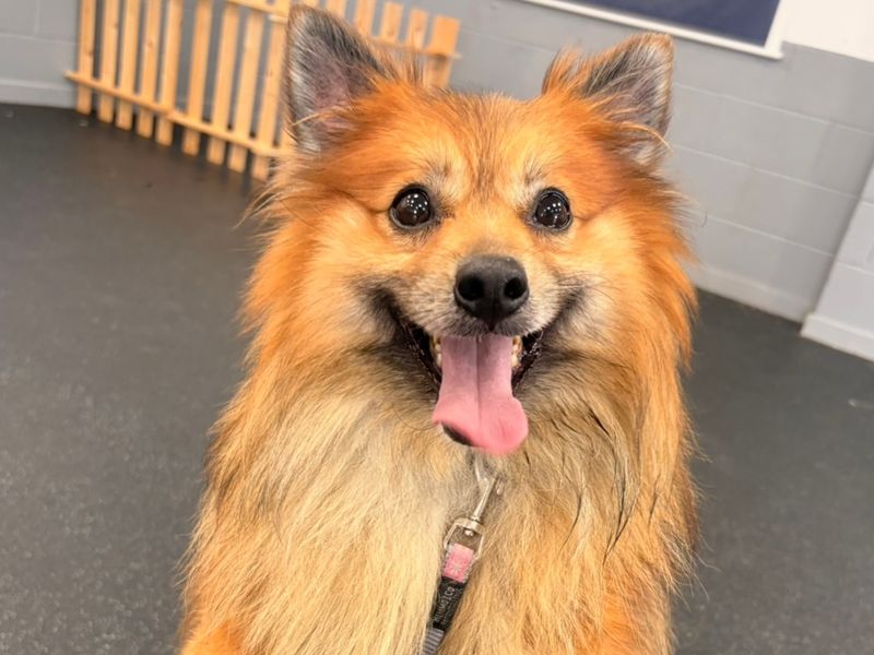 Mo | Pomeranian Cross | Leeds - 2