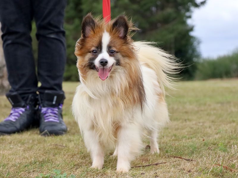 Marge | Pomeranian Cross | Leeds - 1